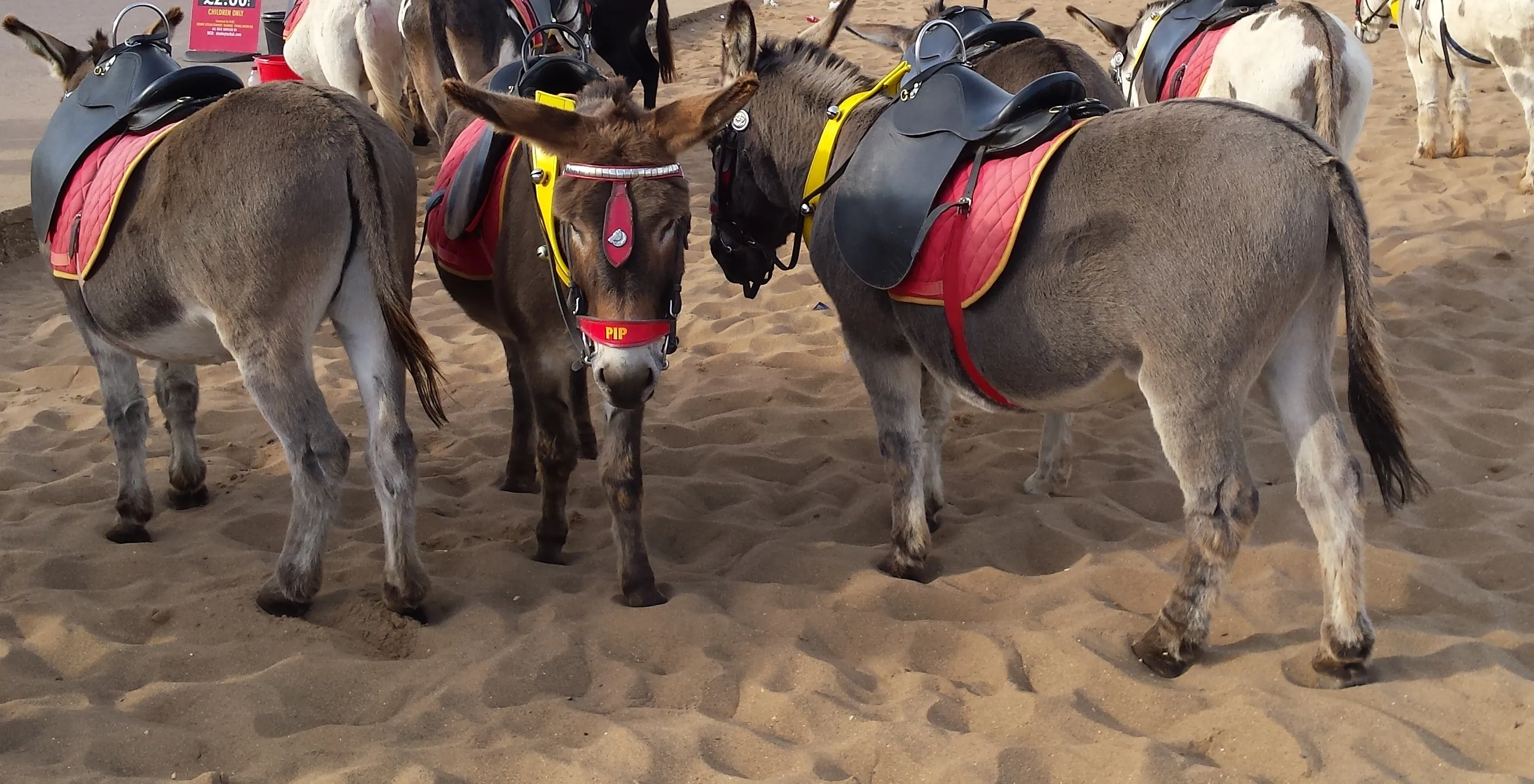 Donkey rides on the beach - British beach culture and intangible heritage